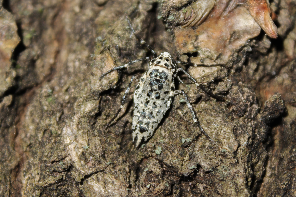 Erannis defoliaria - nagy téliaraszoló