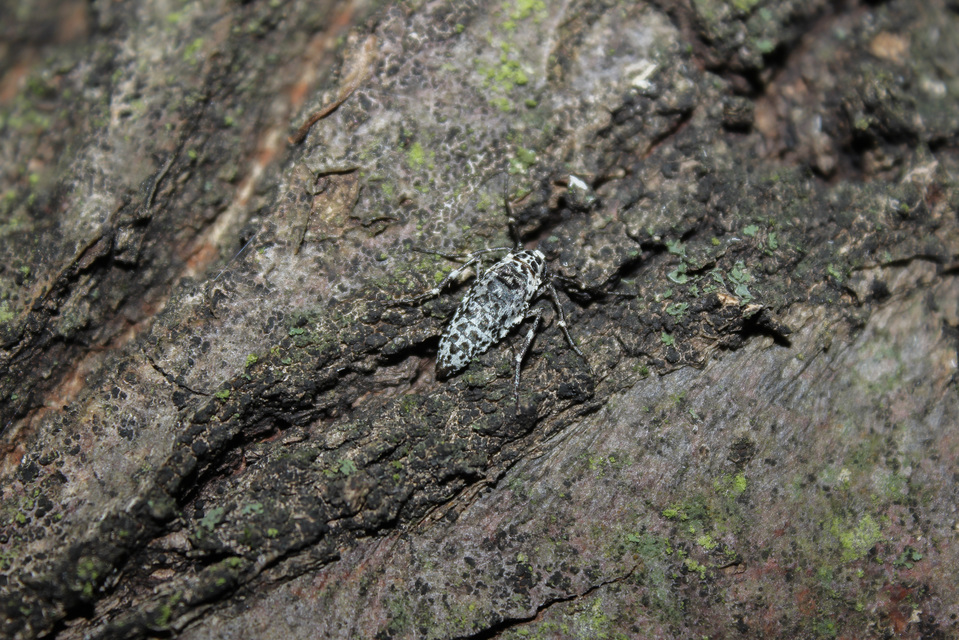 Erannis defoliaria - nagy téliaraszoló