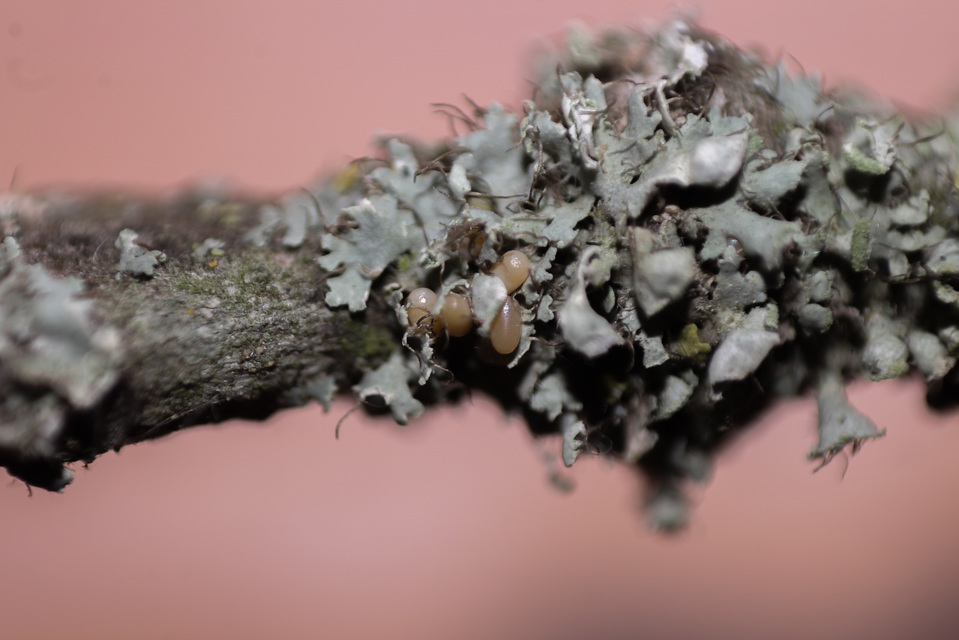 Erannis defoliaria - nagy téliaraszoló