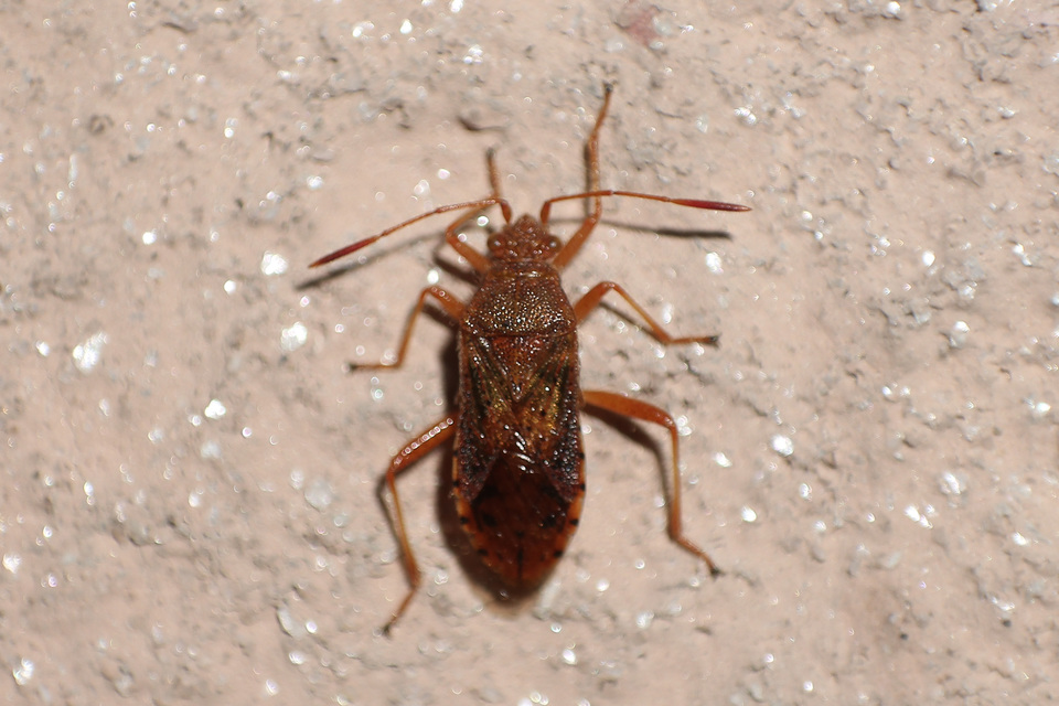 Rhopalidae - üvegpoloskák