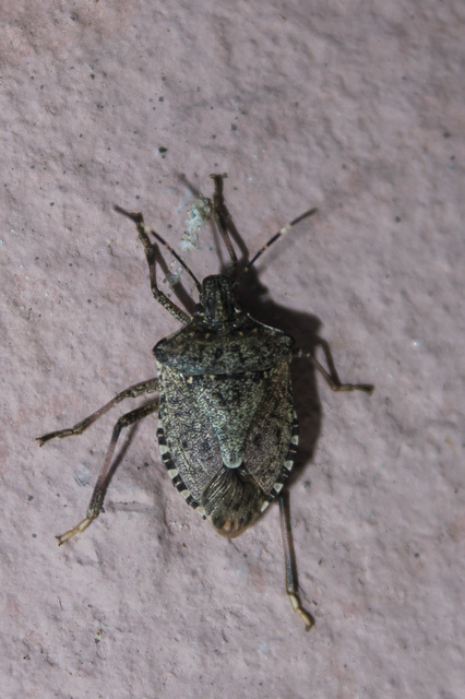 halyomorpha halys - Halyomorpha halys