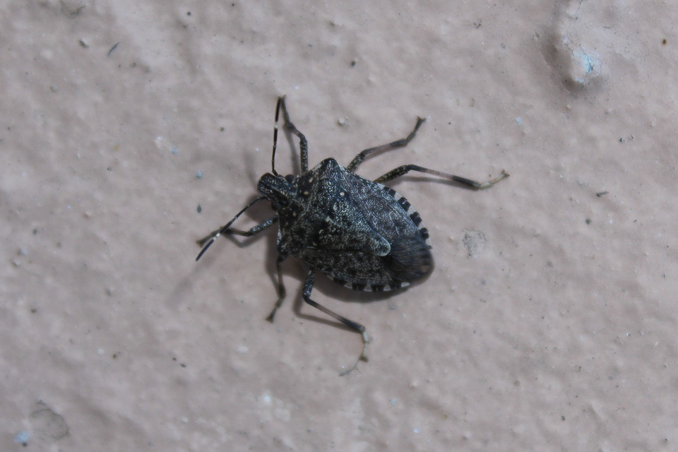 halyomorpha halys - Halyomorpha halys