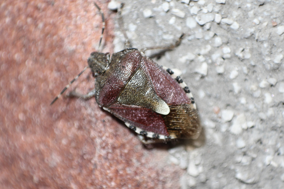 Dolycoris baccarum - közönséges bogyómászó-poloska Dolycoris baccarum - közönséges bogyómászó-poloska
