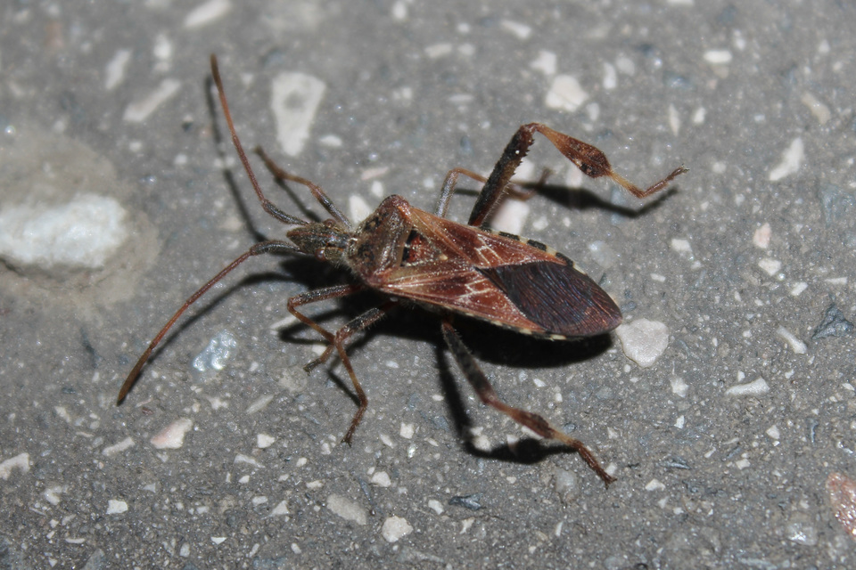 Leptoglossus occidentalis - nyugati levéllábú poloska