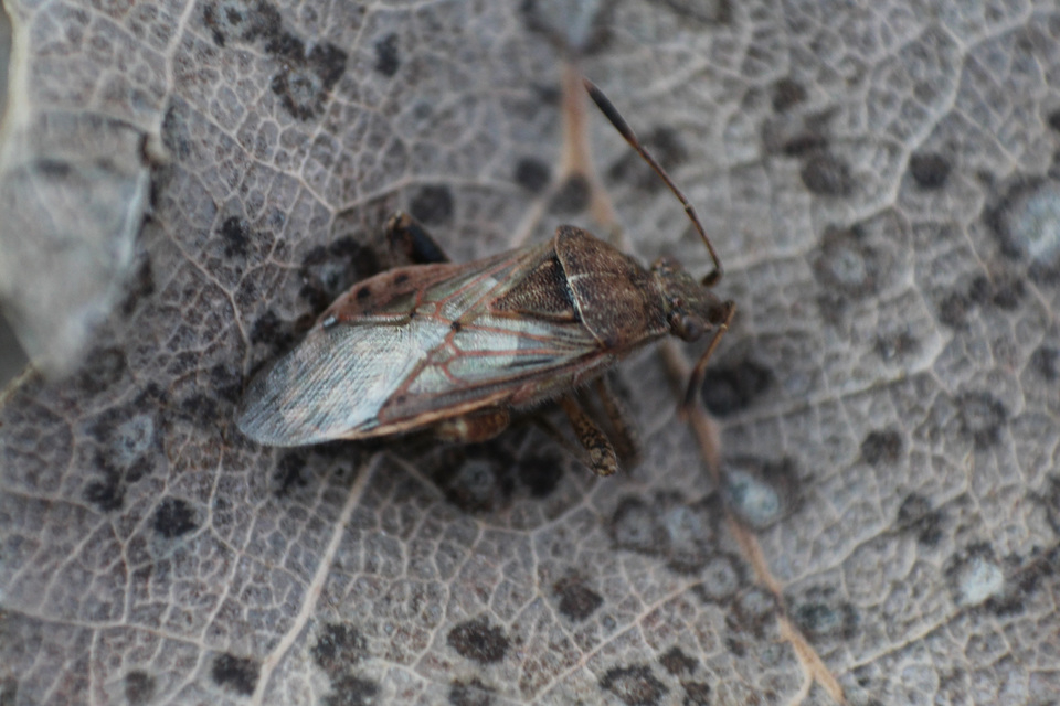 Rhopalidae - üvegpoloskák