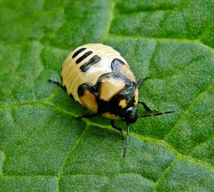 Tritomegas bicolor - foltos földipoloska