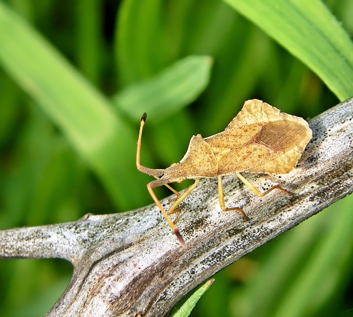 Syromastus rhombeus - vitorlás karimáspoloska
