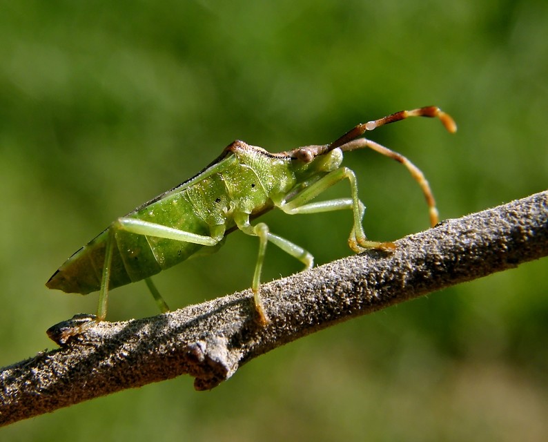Gonocerus juniperi - boróka-karimáspoloska