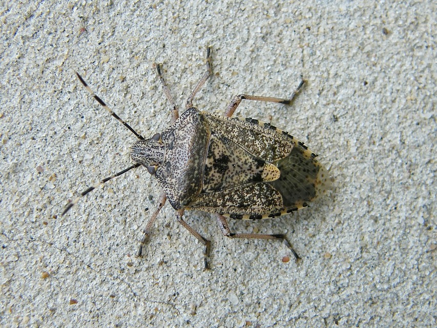 Rhaphigaster nebulosa - bencepoloska