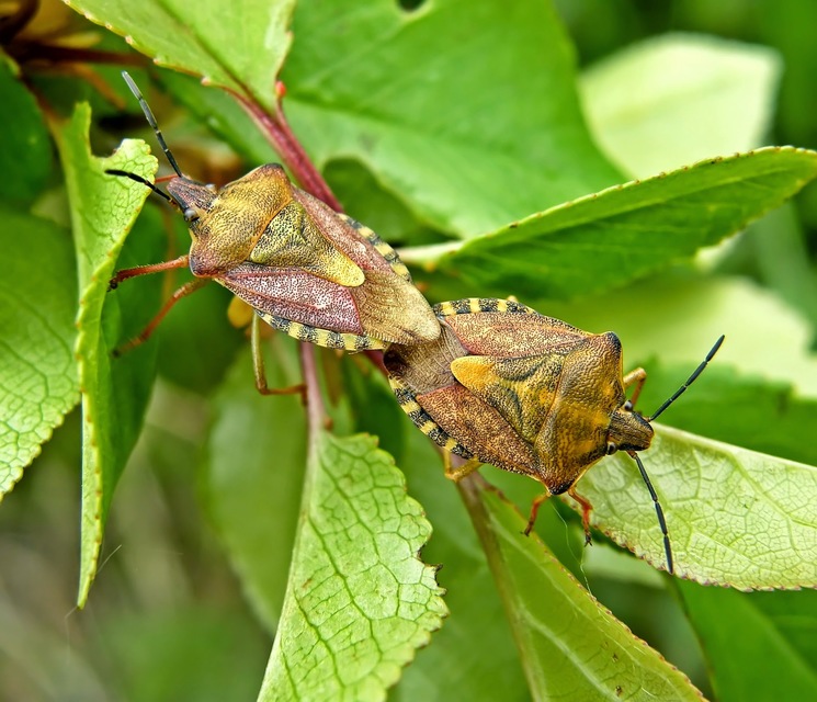 Carpocoris Carpocoris