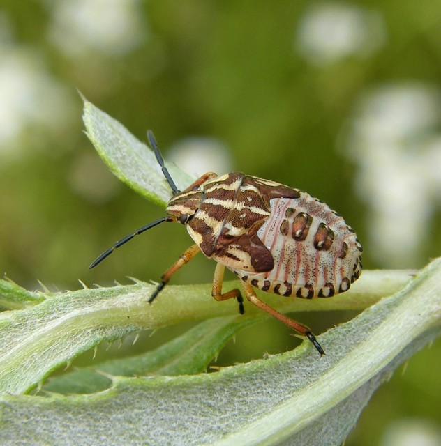 Carpocoris Carpocoris
