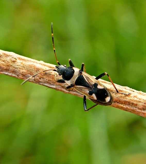 Raglius confusus