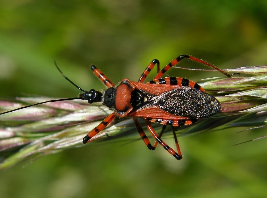 Rhynocoris iracundus - közönséges gyilkospoloska