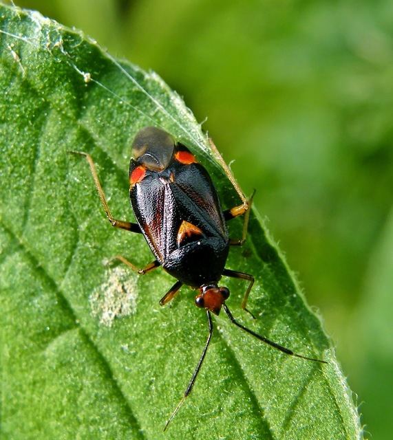Deraeocoris ruber - vöröses mezeipoloska