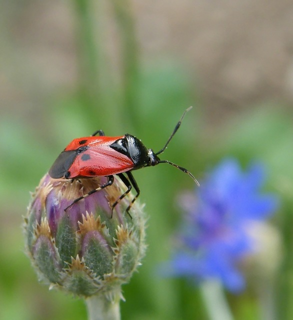 Deraeocoris rutilus - cinóber mezeipoloska