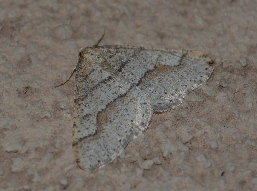 Agriopis marginaria - sárgás téliaraszoló