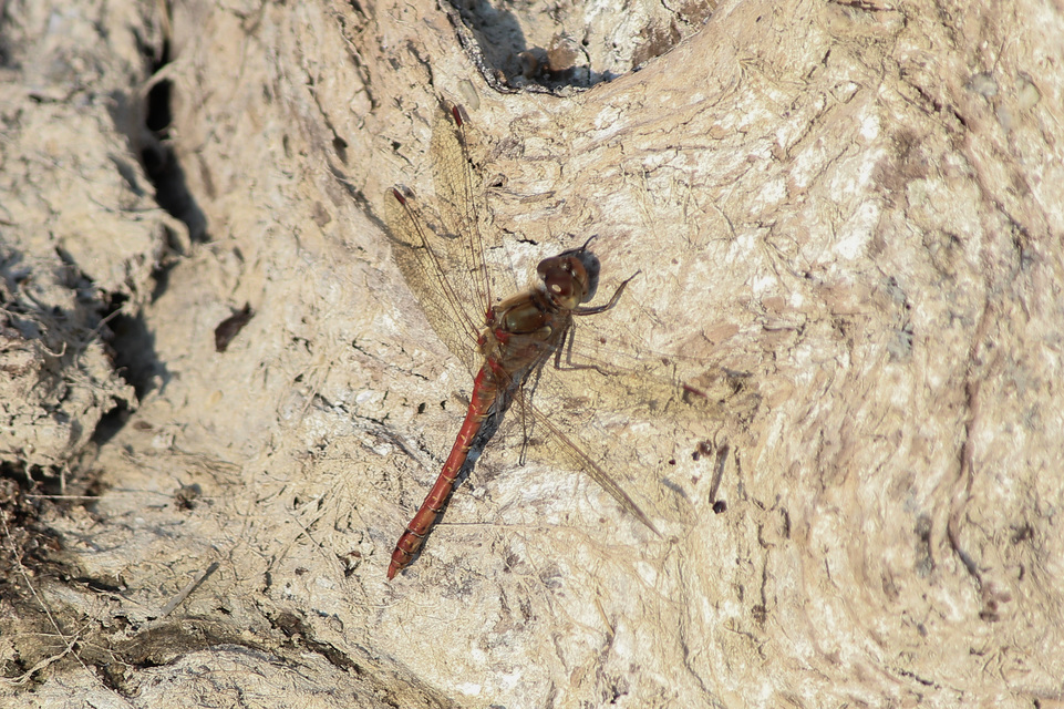 Sympetrum striolatum/vulgatum