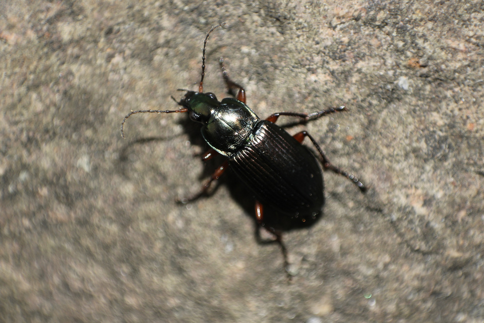 Poecilus cupreus - rezes gyászfutó