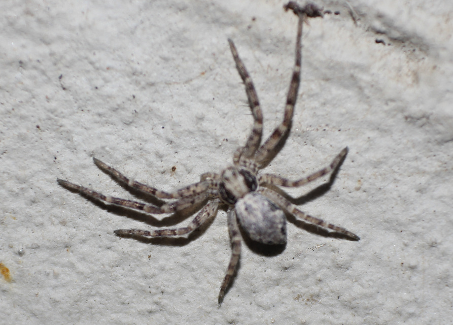 Philodromidae - fürgekarolópókok