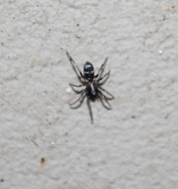 Micaria