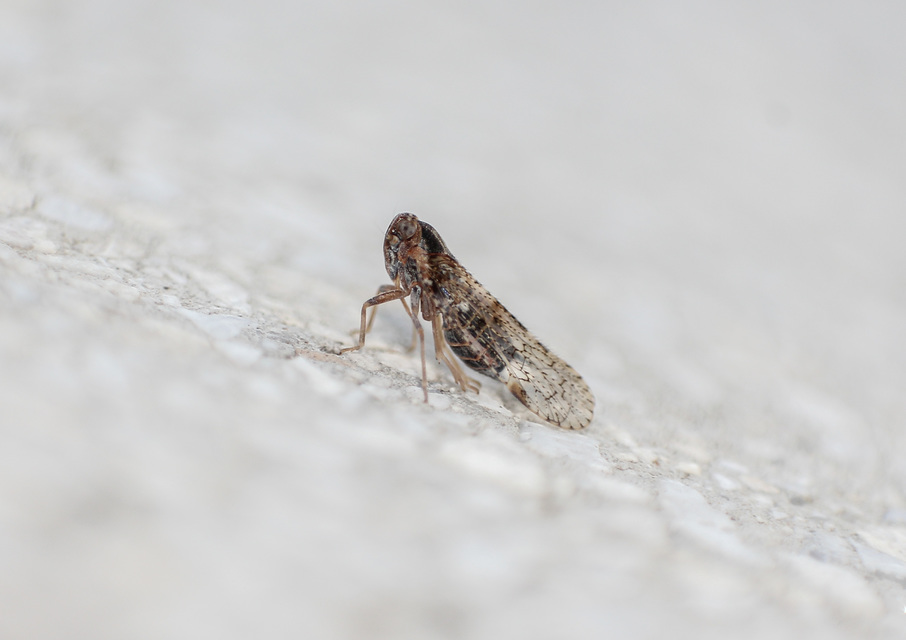 Cixiidae - recéskabócák