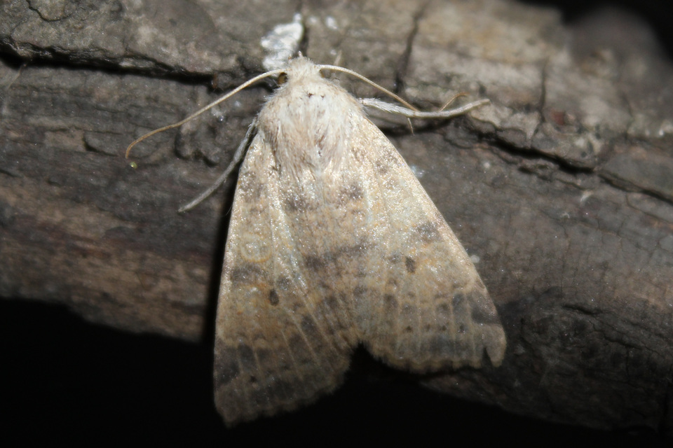 Cirrhia ocellaris - fakó sárgabagoly