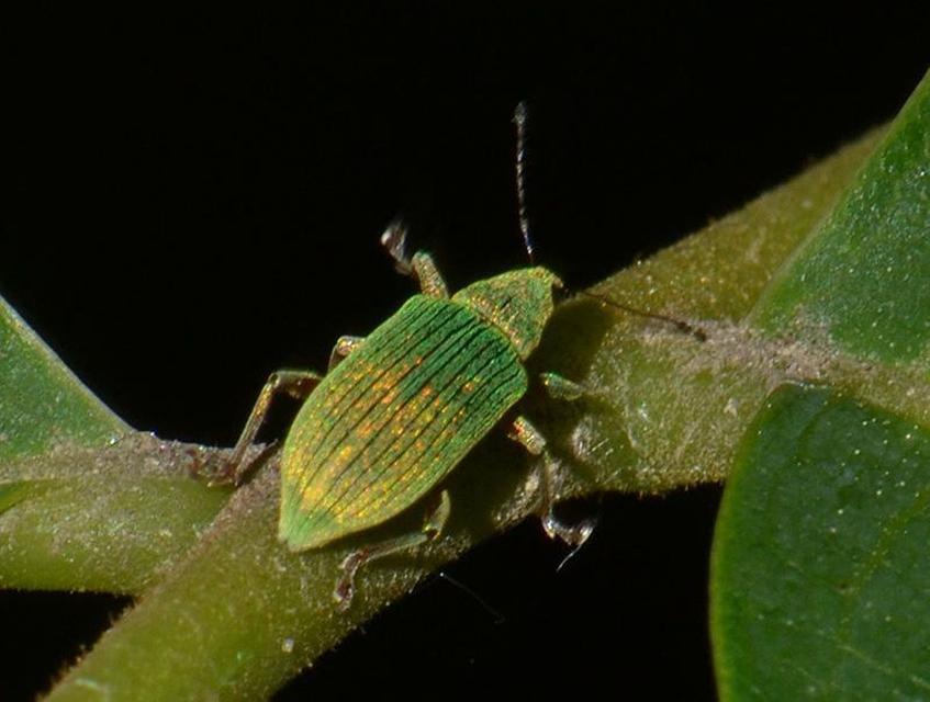 Polydrusus formosus - selymes lombormányos