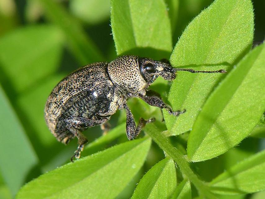 Otiorhynchus ligustici - vincellér-gyalogormányos
