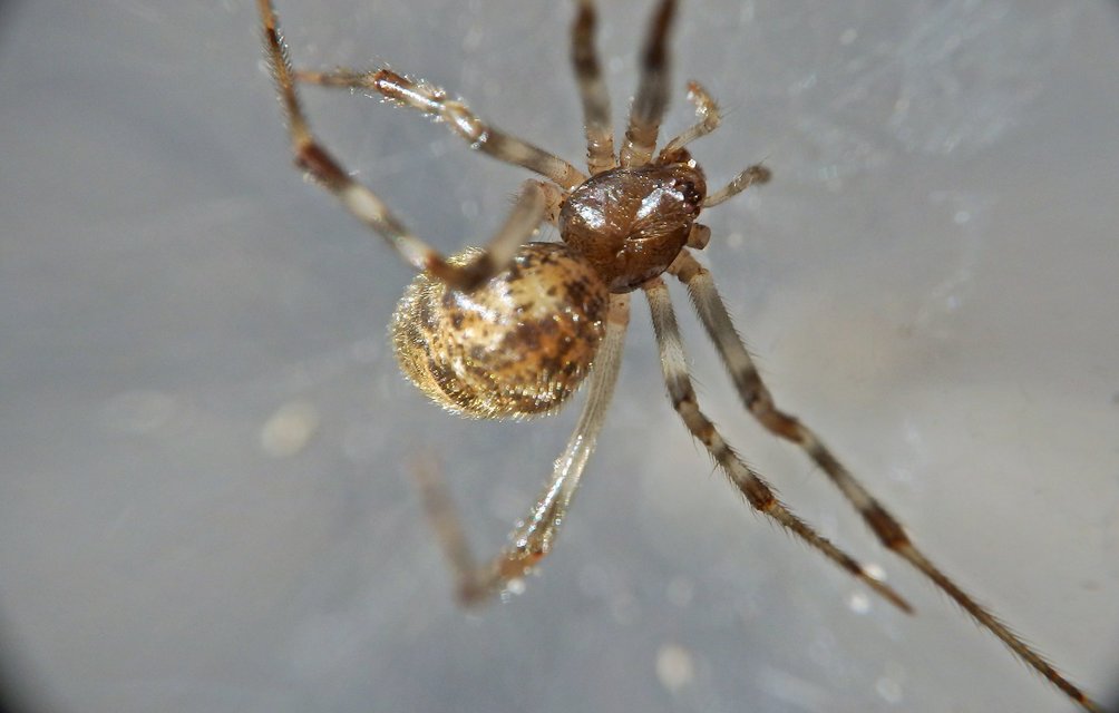 Parasteatoda
