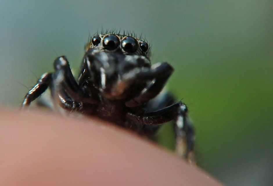 Heliophanus