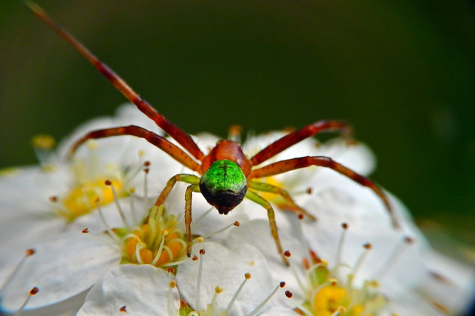 Ebrechtella tricuspidata - alakoskodó karolópók