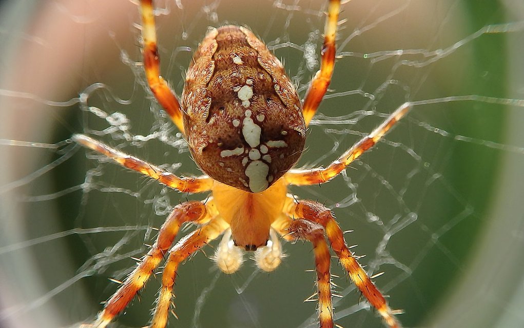 Araneus diadematus - koronás keresztespók