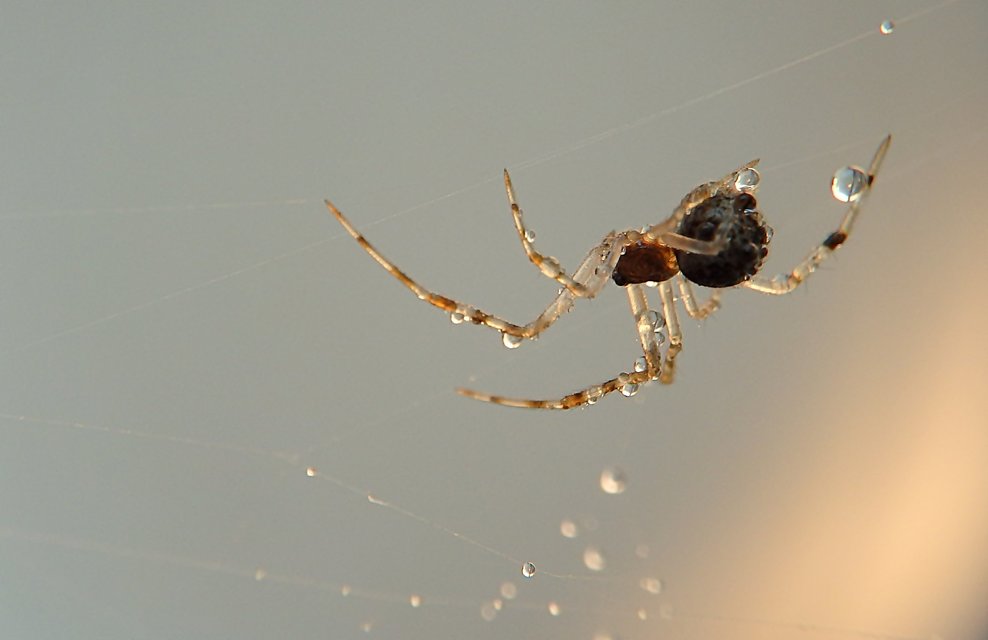 Parasteatoda tepidariorum - üvegházi törpepók