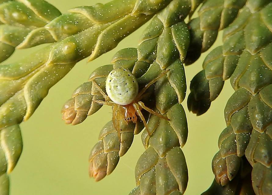 Araniella