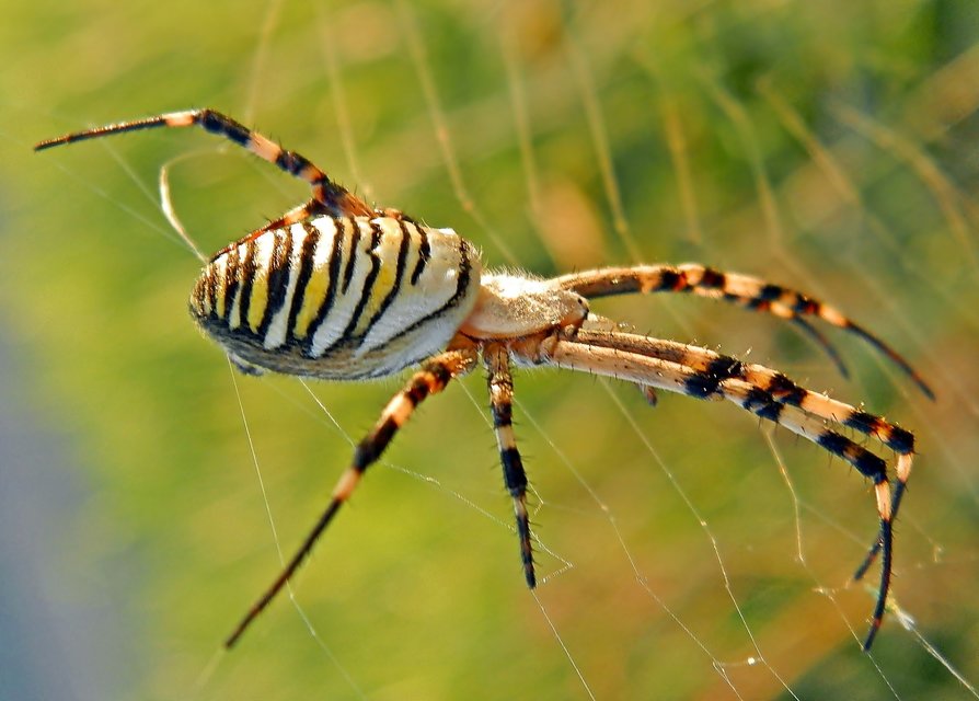 Argiope bruennichi - darázspók