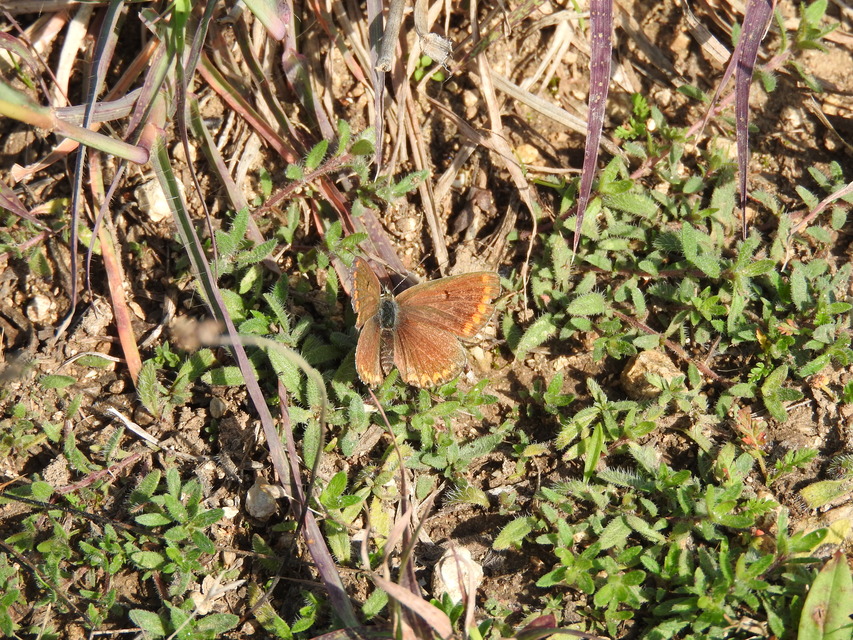 Aricia agestis - szerecsenboglárka