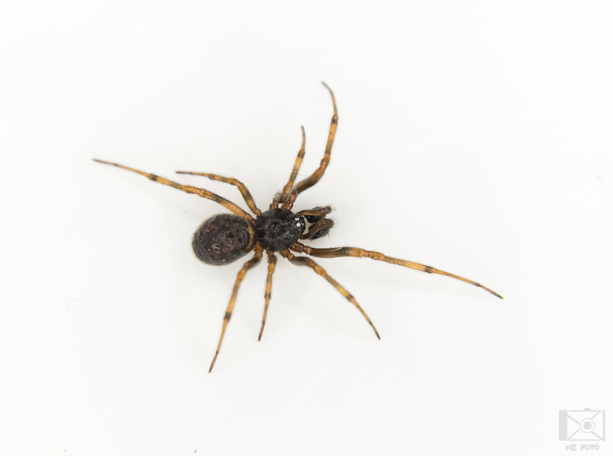 Steatoda bipunctata - kétpettyes faggyúpók