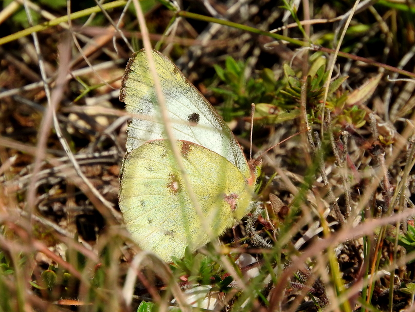 Colias hyale - kéneslepke
