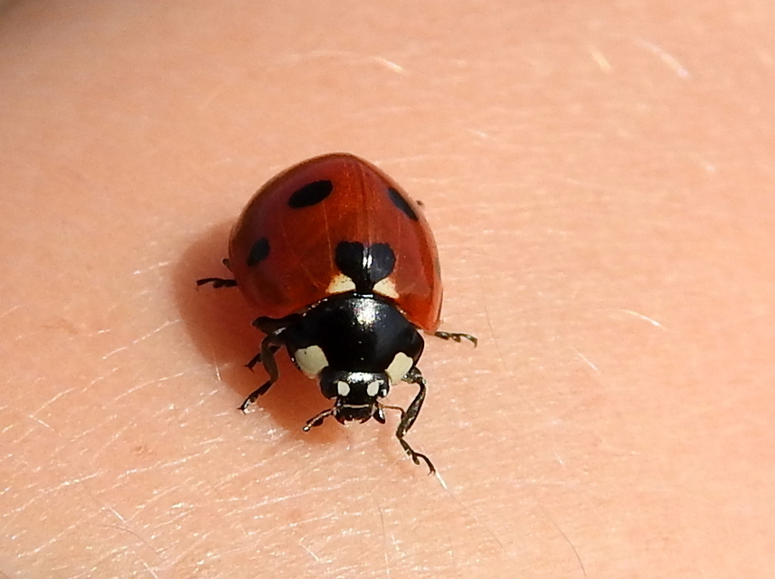 Coccinella septempunctata - hétpettyes katica
