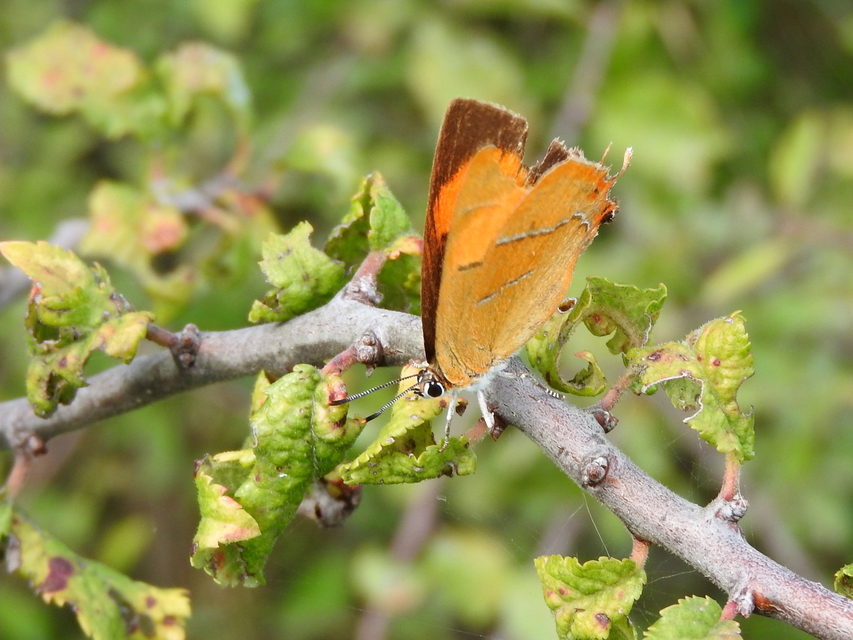 Thecla betulae - nyírfalepke