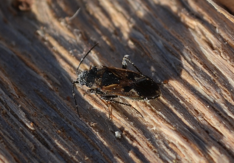 Rhyparochromus vulgaris - közönséges díszesbodobács