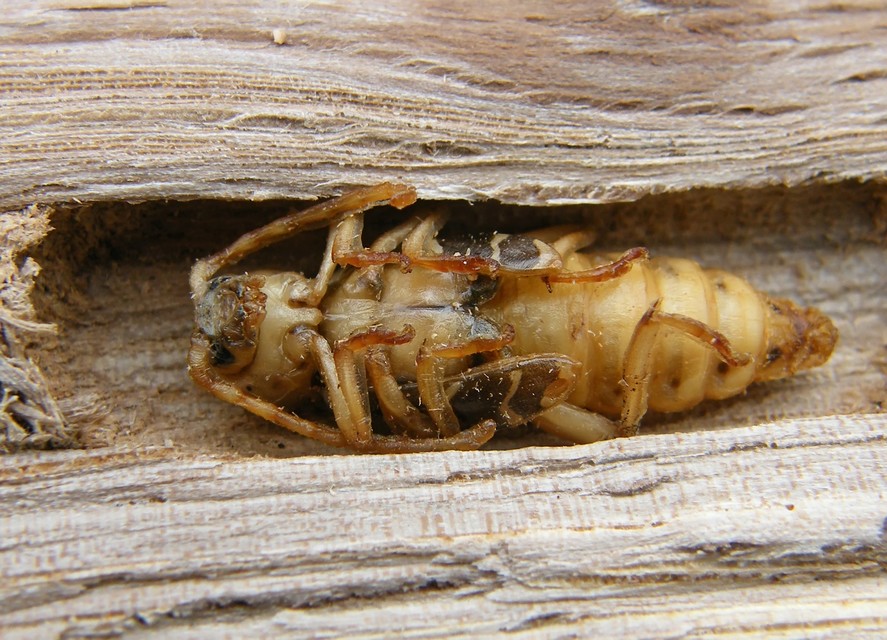 Plagionotus arcuatus - bársonyos darázscincér