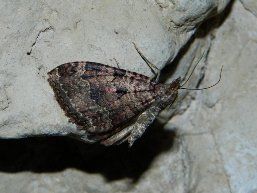 Triphosa dubitata - kutyabenge-araszoló