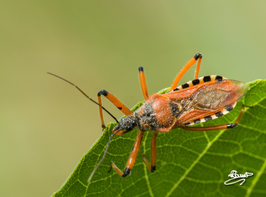 Rhynocoris iracundus - közönséges gyilkospoloska