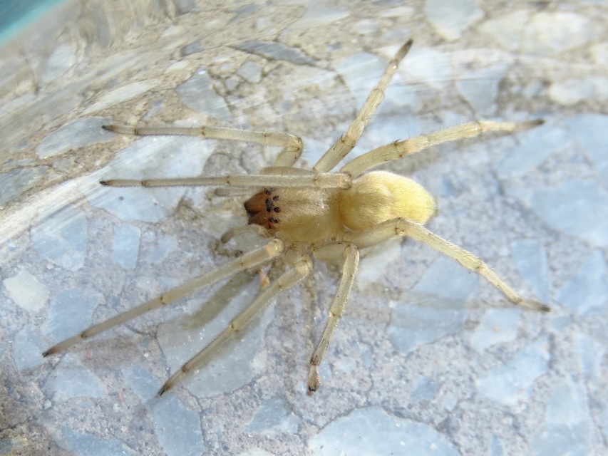 Cheiracanthium mildei - sárga dajkapók