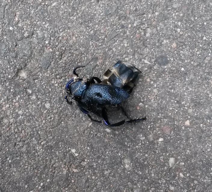 Meloe proscarabaeus - közönséges nünüke
