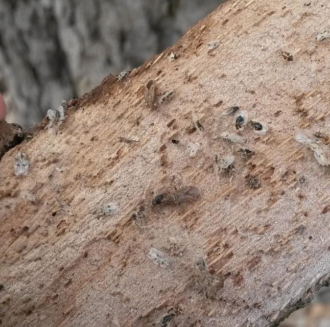 Arocatus longiceps - platánbodobács