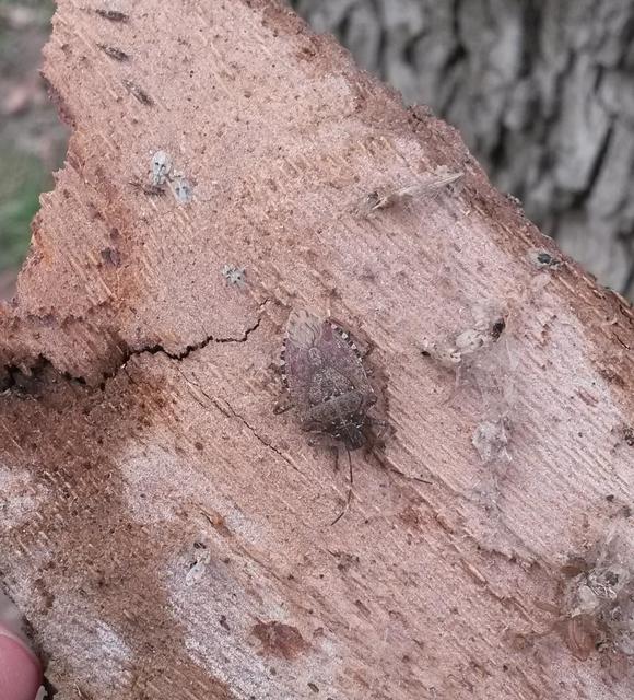 Halyomorpha halys - ázsiai márványospoloska