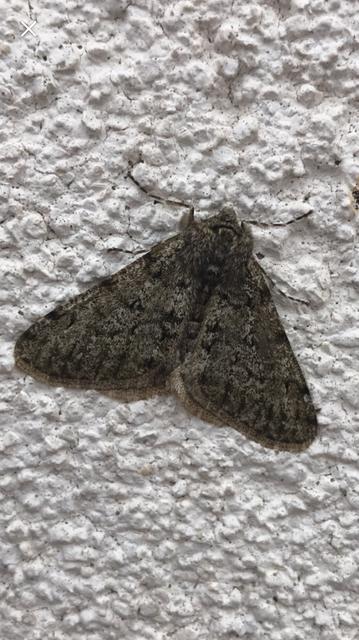 Apocheima pilosaria - zöldes tavasziaraszoló