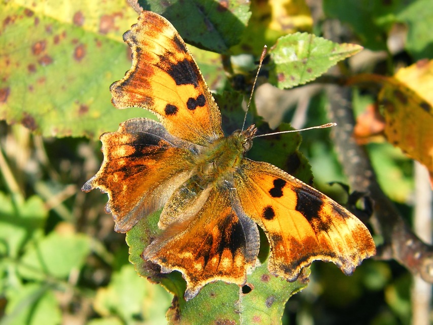 Nymphalis c-album - C-betűs lepke